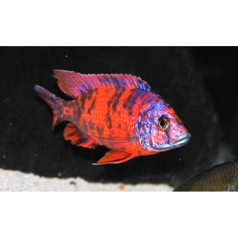 Aulonocara Red OB 6-9cm